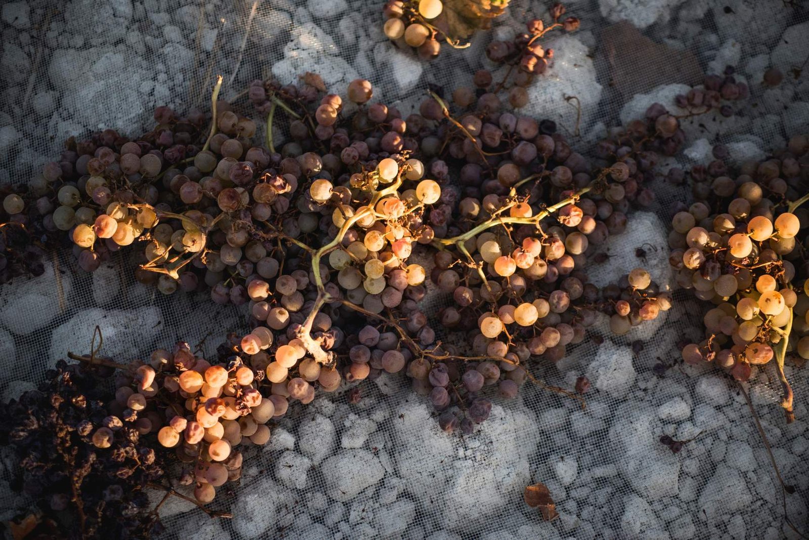 vinificacion_sherryacademy_asoleo2