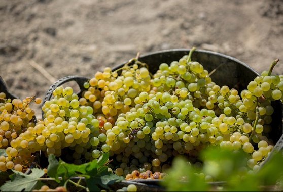 vendimia uva palomino vinos de jerez sherry