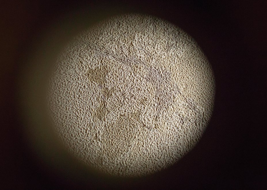 vinificacion vinos de jerez velo de flor