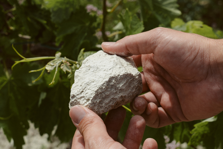 Albariza-vinos de jerez