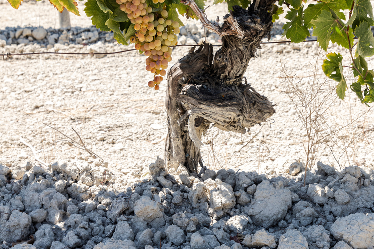 Albariza - suelo - vinos de jerez