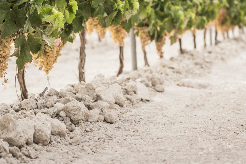 El terroir de Jerez