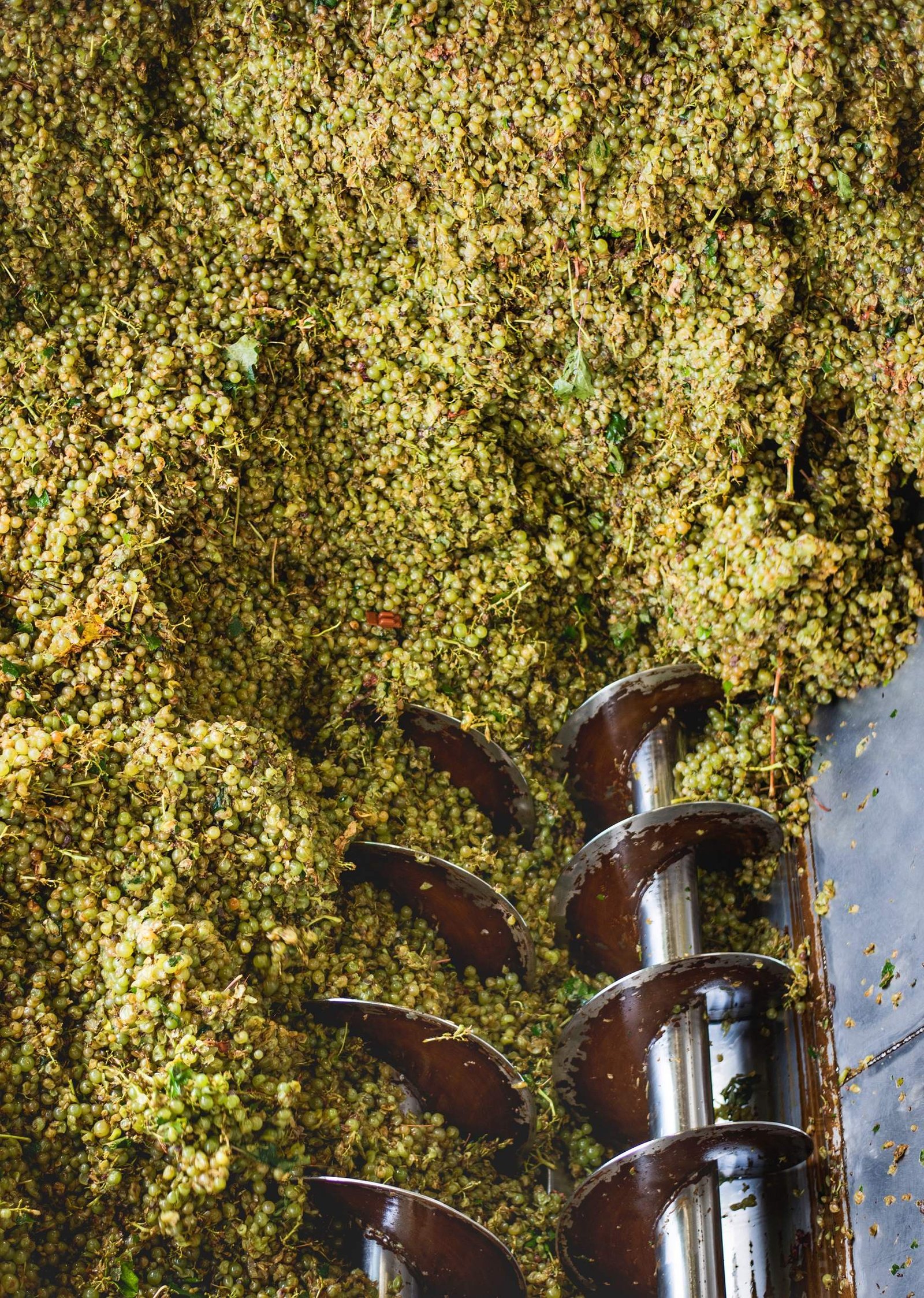 vinificacionsherryacademy_prensa