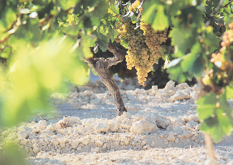 BLOG ALBARIZA