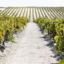 ALBARIZA 1