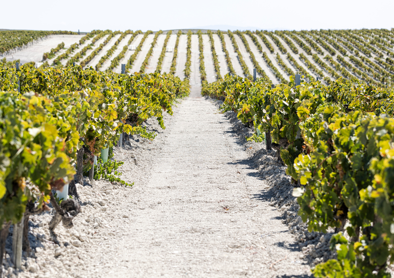 ALBARIZA 1