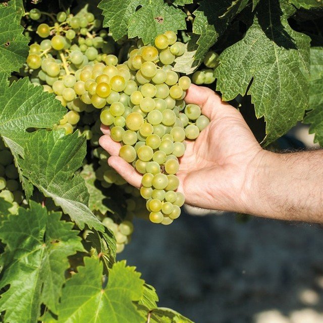 Uva Moscatel - Vendimia 2024 Sherry Wines