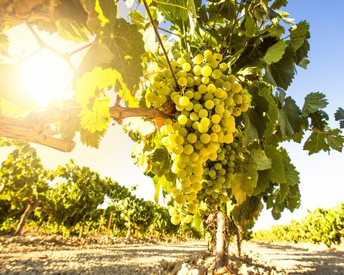 uvas_vinos_de_jerez_sherry_wines_1.jpg