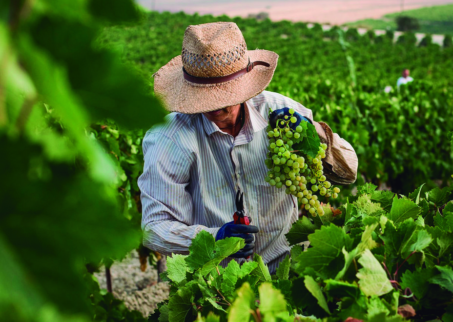 vendimia jerez sherry wines