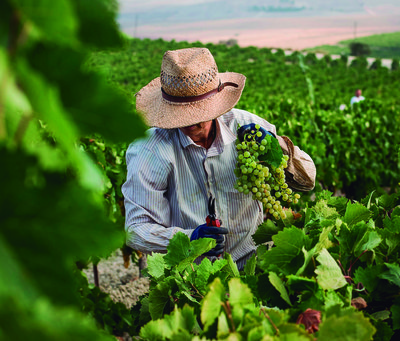 vendimia jerez sherry wines