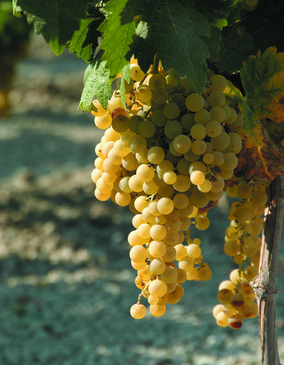 media_area-production-Uva - racimo2 - copia