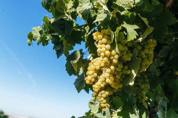 media_area-production-Vinas-15