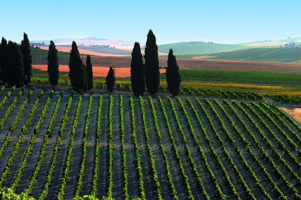 media_area-production-Viñas con cipreses