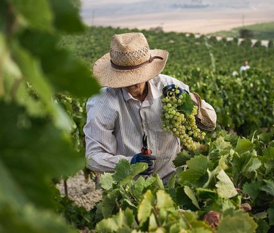 media_area-production-vendimiadiurna