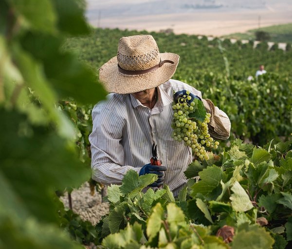 media_area-production-vendimiadiurna