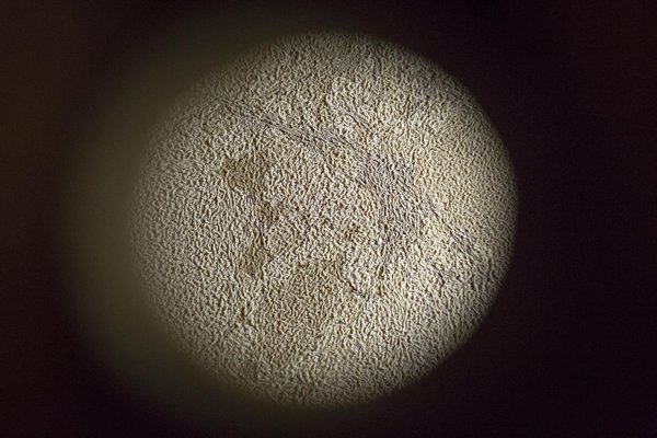 media_area-velo_flor-1 (1)