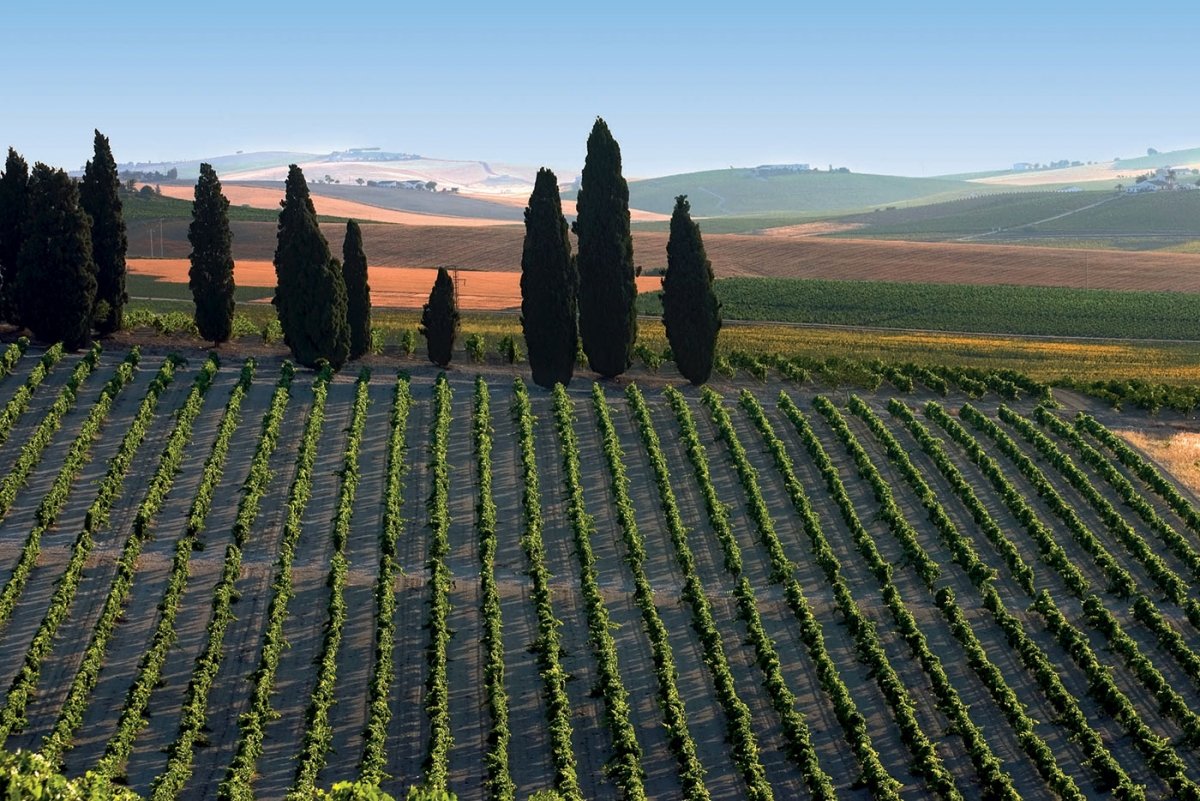sherrywines-jerez-sherry-wines-vinas-con-cipreses