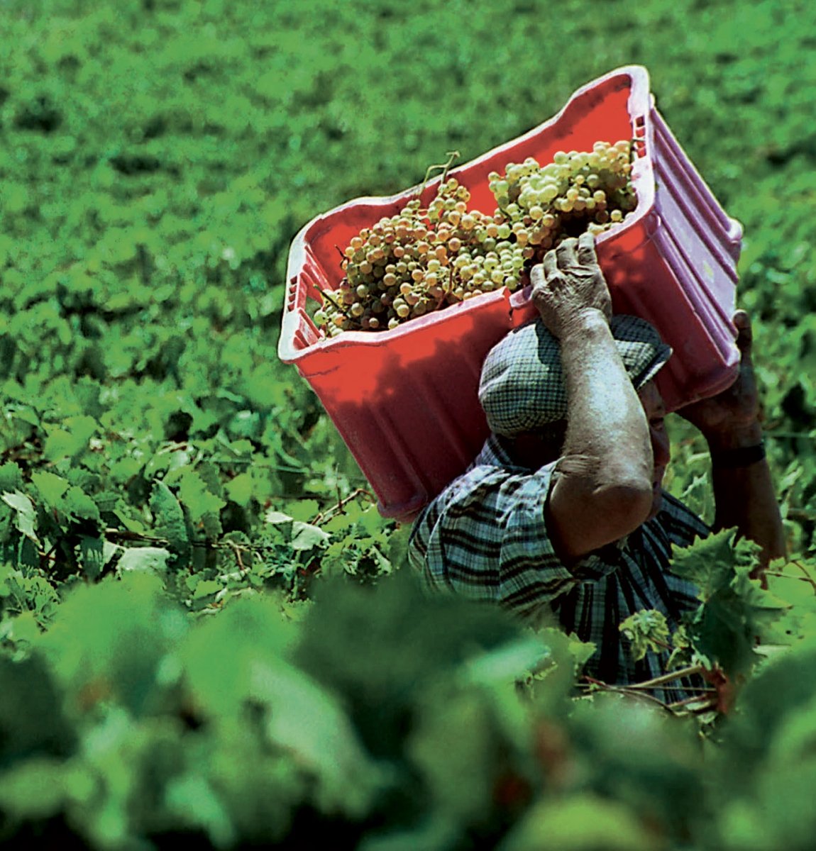 sherrywines-jerez-vendimiador-caja