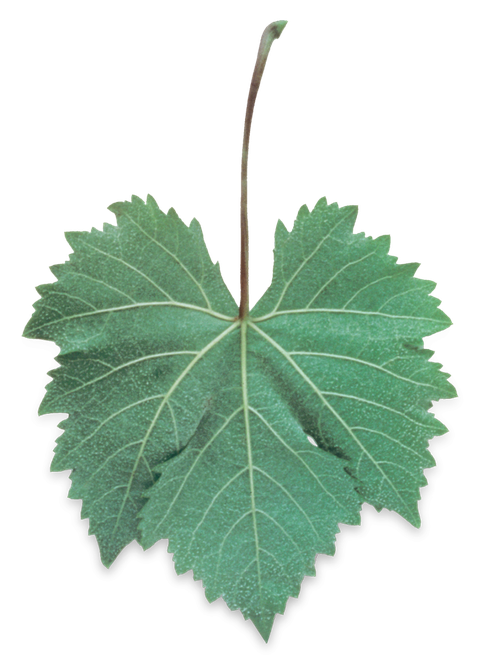 sherrywines-palominoleaf