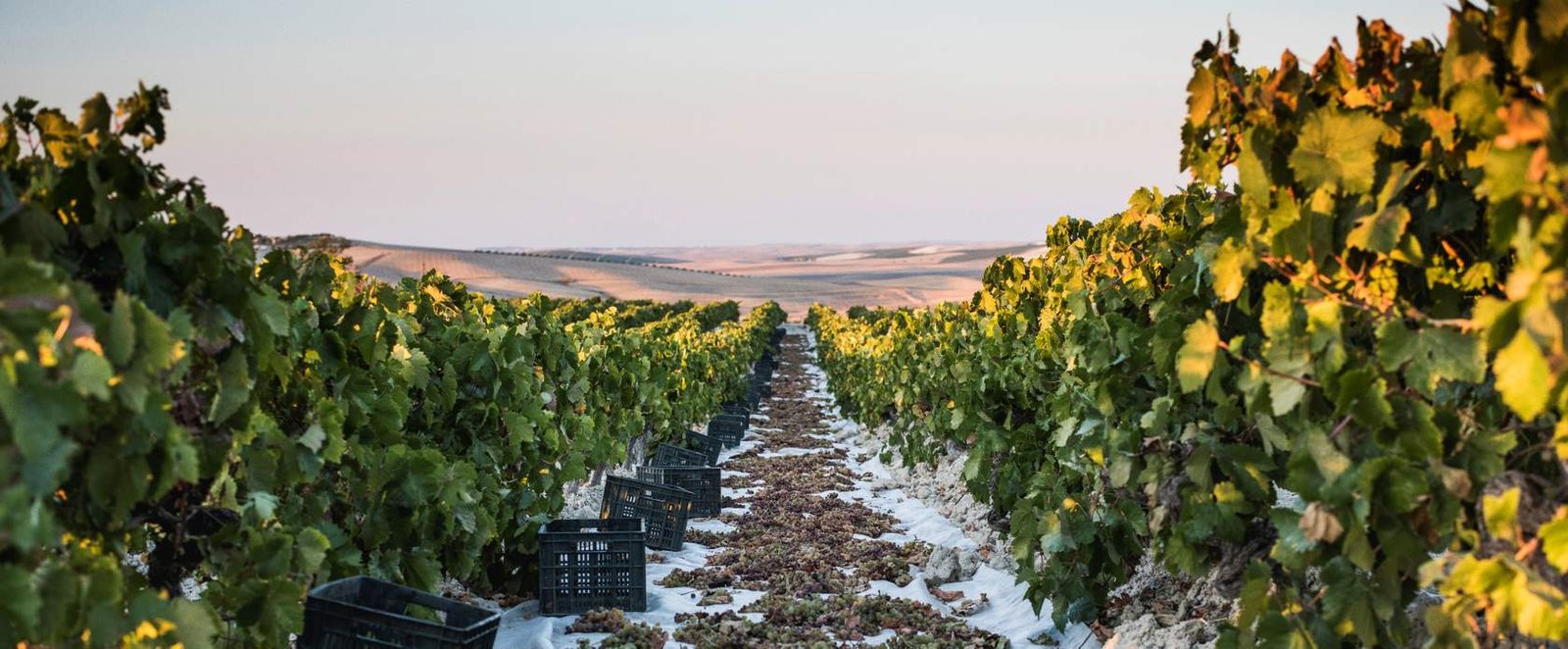 vinificacion_sherryacademy_soleo