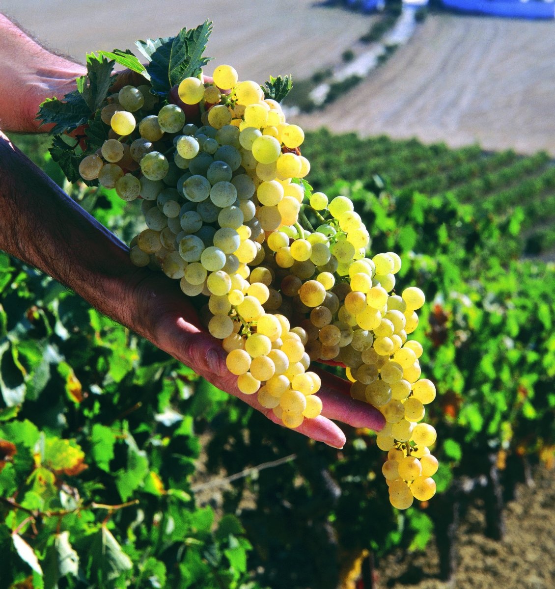 vendimia_harvest_jerez_sherry_palomino_racimoenmanos