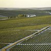 vina_jerez_sherry_viticultura