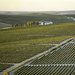 vina_jerez_sherry_viticultura