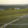 vina_jerez_sherry_viticultura