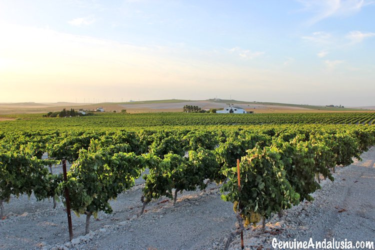 The fertile hills of South West Andalusia