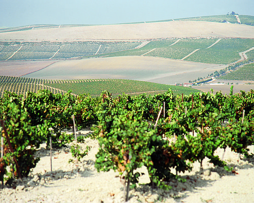 vinas_paisaje2.jpg