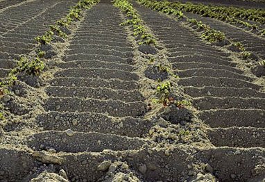viticultura_aserpiado_jerez_sherry