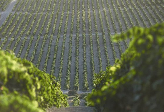 viticultura_cepas_vinedo_jerez_sherry