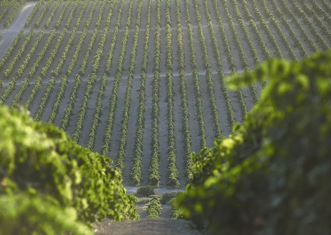 viticultura_cepas_vinedo_jerez_sherry