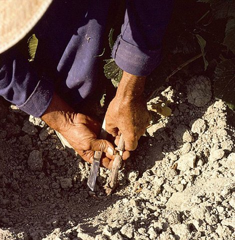 viticultura_jerez_sherry_injerto_de_la_yema