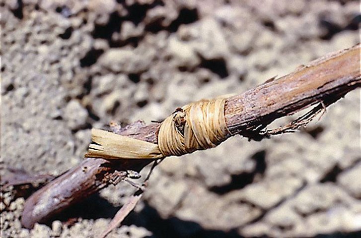viticultura_jerez_sherry_injerto_de_yema_rafia
