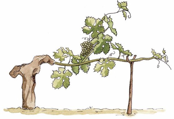 viticultura_varaypulgar_jerez_sherry